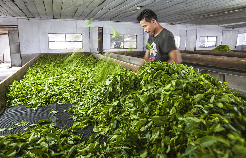 A worker lays tea leaves just weighed on the huge sieves in which they will be left to dry naturally for a few days, Darjeeling, India, Asia