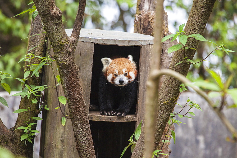 A red panda remains hidden in his shelter, built by forest guards who protect this endangered animal, Darjeeling, India, Asia