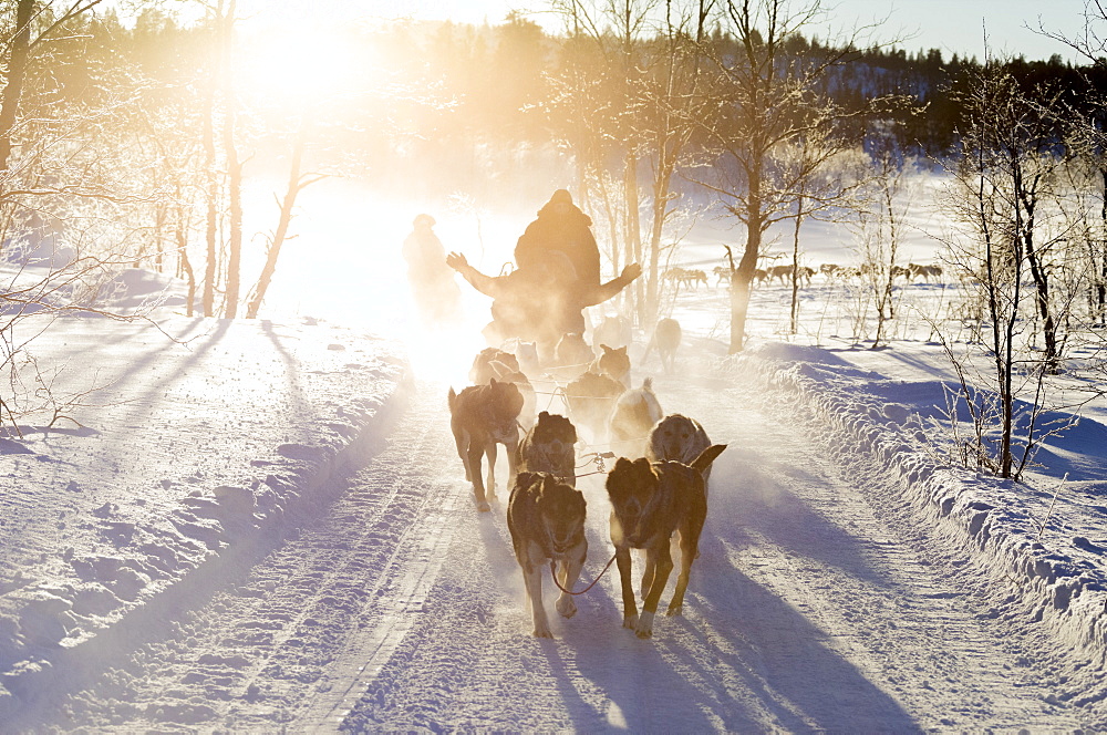 Dog sledding in the snowy landscape of Kiruna, Norrbotten County, Lapland, Sweden, Scandinavia, Europe