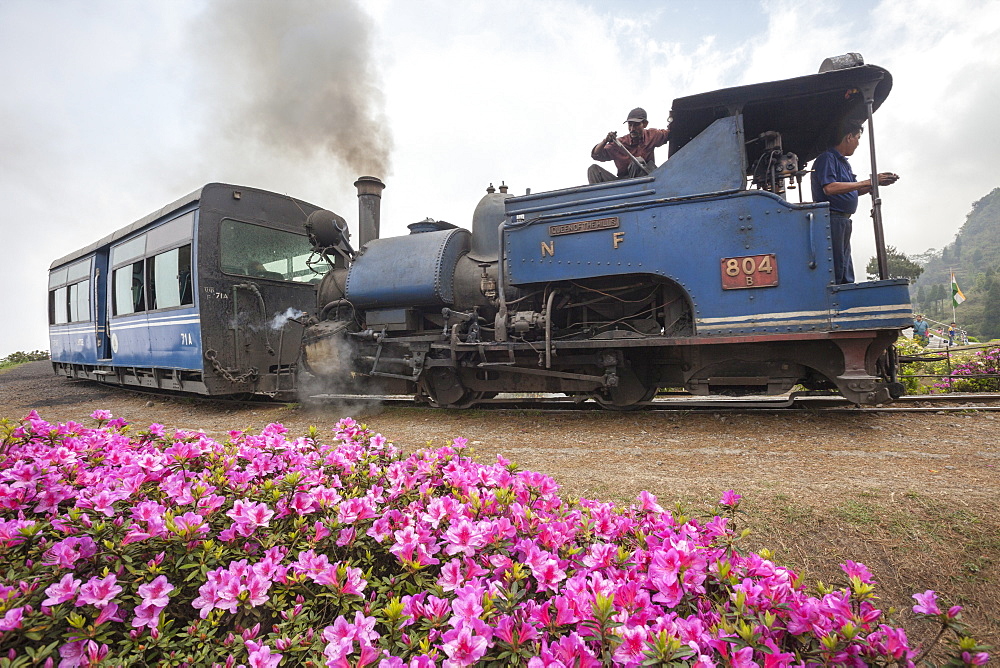 Colorful portrait of the little train that passes by Batasia Loop, a historical spiral station 5 km from Darjeeling, India, Asia