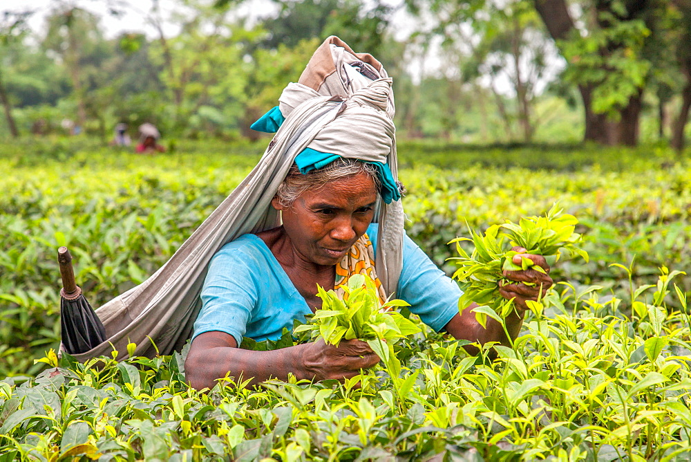 Indian woman dressed with the typical colored frock collects the green tea leaves in the plantations of Bagdogra, Darjeeling, India, Asia