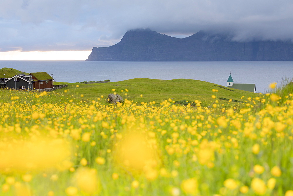 Wild flowers on hills towards Kalsoy Island seen from Gjogv, Eysturoy Island, Faroe Islands, Denmark, Europe