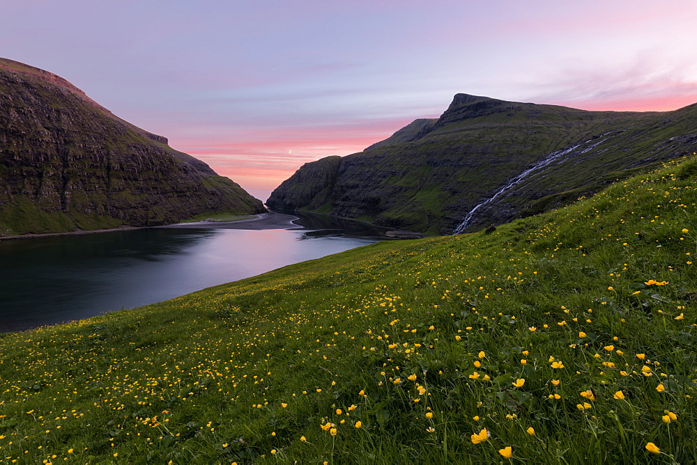 Wild flowers around the sea water lagoon Saksun, Streymoy Island, Faroe Islands, Denmark, Europe