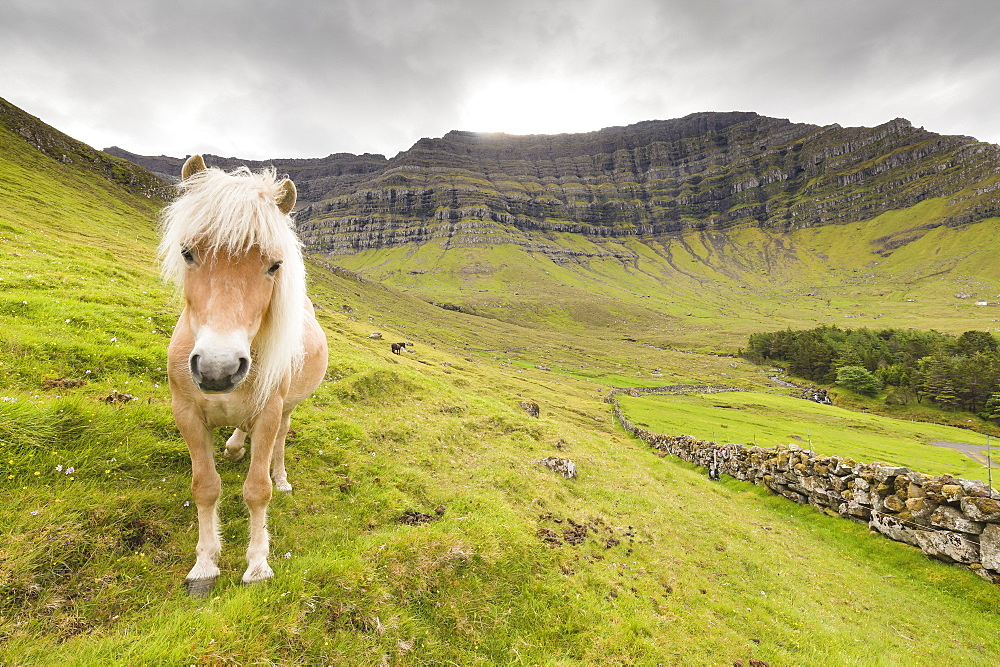 Horse in green meadows, Kunoy Island, Nordoyar, Faroe Islands, Denmark, Europe