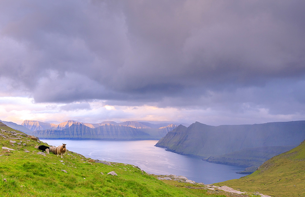 Sheep, Funningur fjord, Eysturoy Island, Faroe Islands, Denmark, Europe