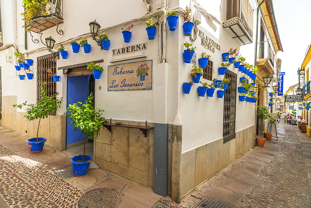 Hanging flowerpots on walls of typical tavern in the old alley of Calleja De Las Flores, Cordoba, Andalusia, Spain, Europe