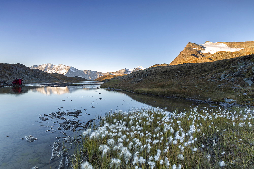 Blooming of eriofori (cotton grass) on Levanne mountains, Gran Paradiso National Park, Alpi Graie (Graian Alps) Italy, Europe