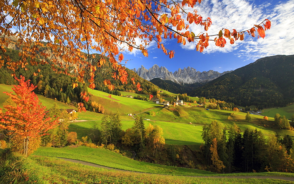 The autumn colors of a tree overlooking Val di Funes and St. Magdalena village with the Odle Mountains, Dolomites, in the background, South Tyrol, Italy, Europe