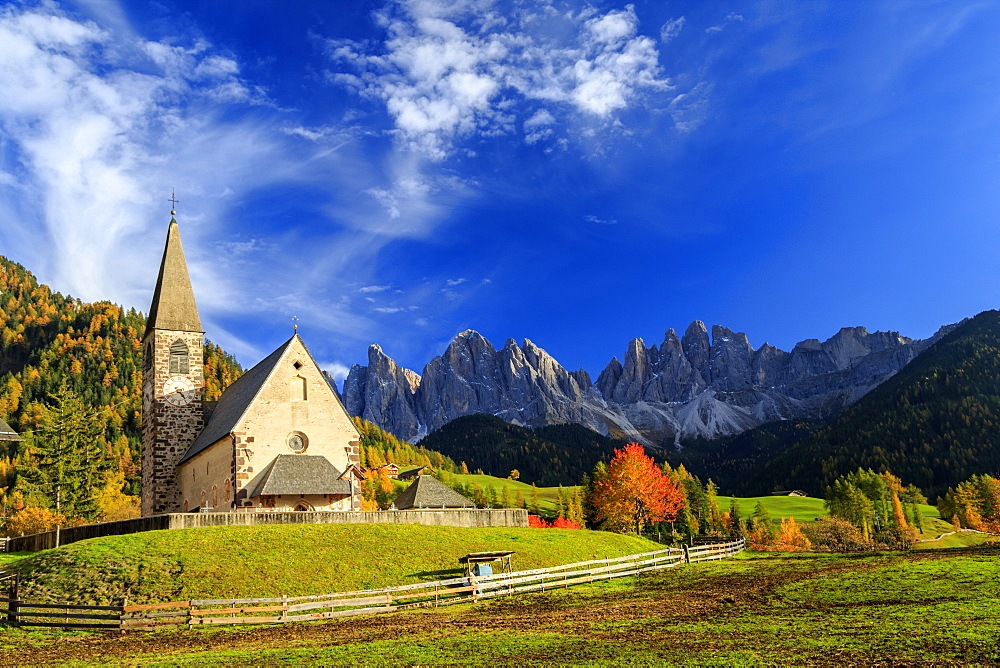 Church of St. Magdalena immersed in the colors of autumn, with the Odle Mountains in the background, Val di Funes, South Tyrol, Italy, Europe