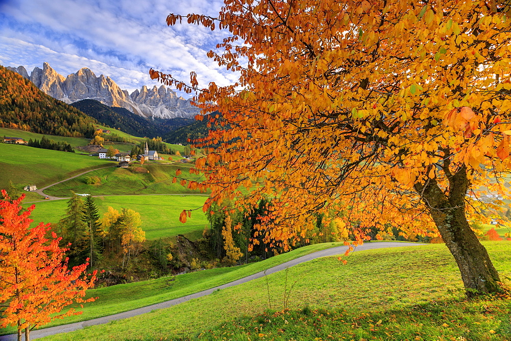 Red cherry trees in autumn color the country road around St. Magdalena village, in the background the Odle Mountains, South Tyrol, Italy, Europe