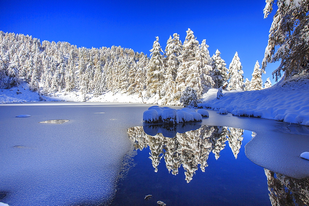 Snow covered trees reflected in the Casera Lake, Livrio Valley, Orobie Alps, Valtellina, Lombardy, Italy, Europe