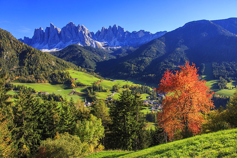 Colorful autumn trees frame the group of Odle and the village of St. Magdalena, Funes Valley, South Tyrol, Dolomites, Italy, Europe