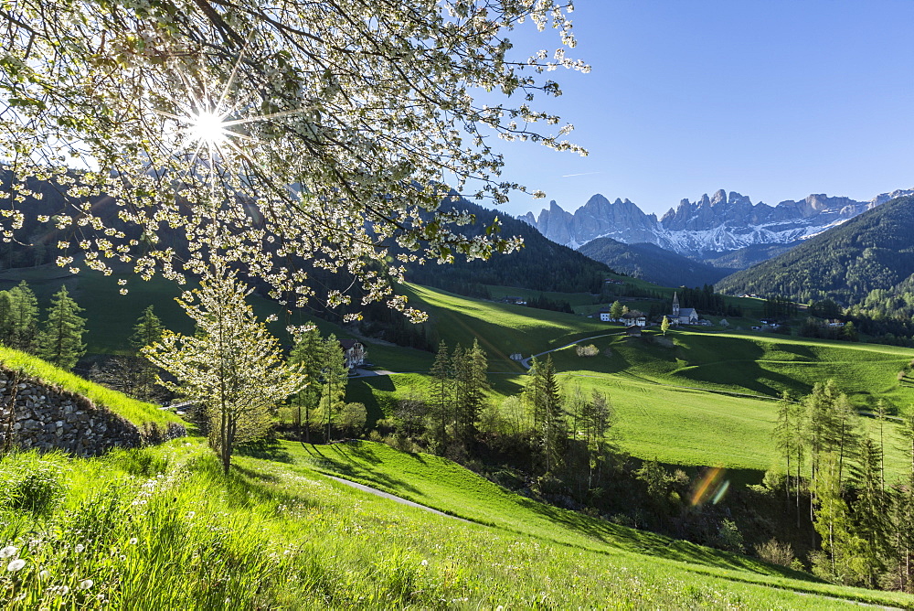 Flowering frames the village of St. Magdalena and the Odle group, Funes Valley, South Tyrol, Dolomites, Italy, Europe