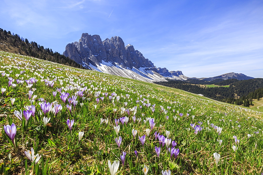 Flowers bloom on the meadows at the foot of the Odle, Malga Gampen, Funes Valley, South Tyrol, Dolomites, Italy, Europe