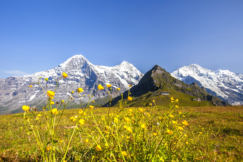 Yellow flowers framing Mount Eiger, Mannlichen, Grindelwald, Bernese Oberland, Canton of Bern, Swiss Alps, Switzerland, Europe