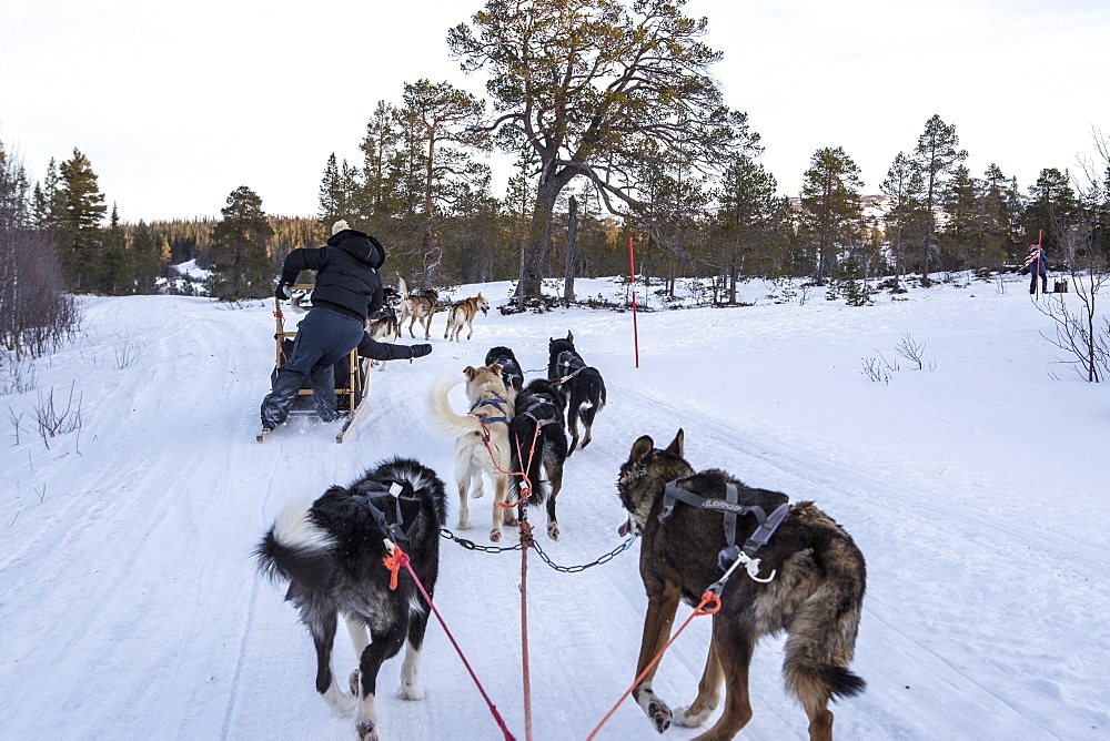 Dogsledding in the snowy landscape, Trondelag, Norway, Scandinavia, Europe