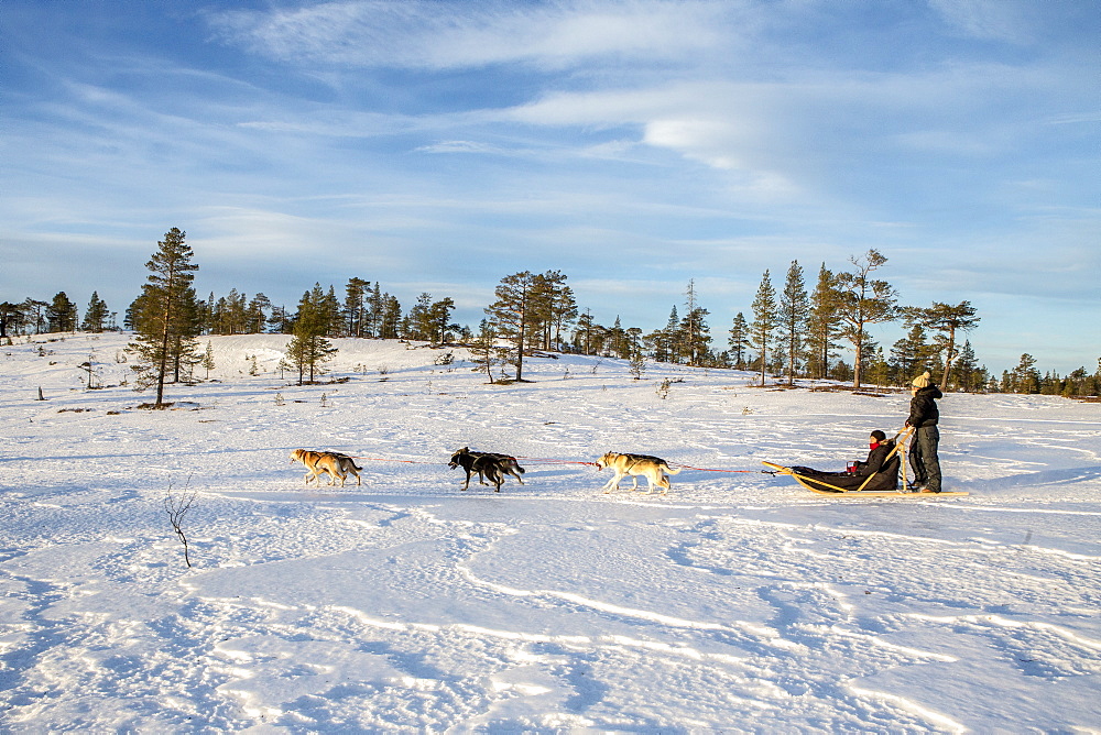 Dogsledding in the snowy landscape, Trondelag, Norway, Scandinavia, Europe