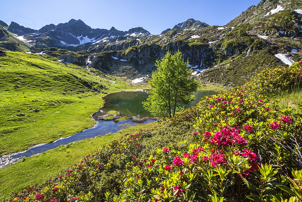 Rhododendrons and Lake Porcile, Tartano Valley, Orobie Alps, Lombardy, Italy, Europe