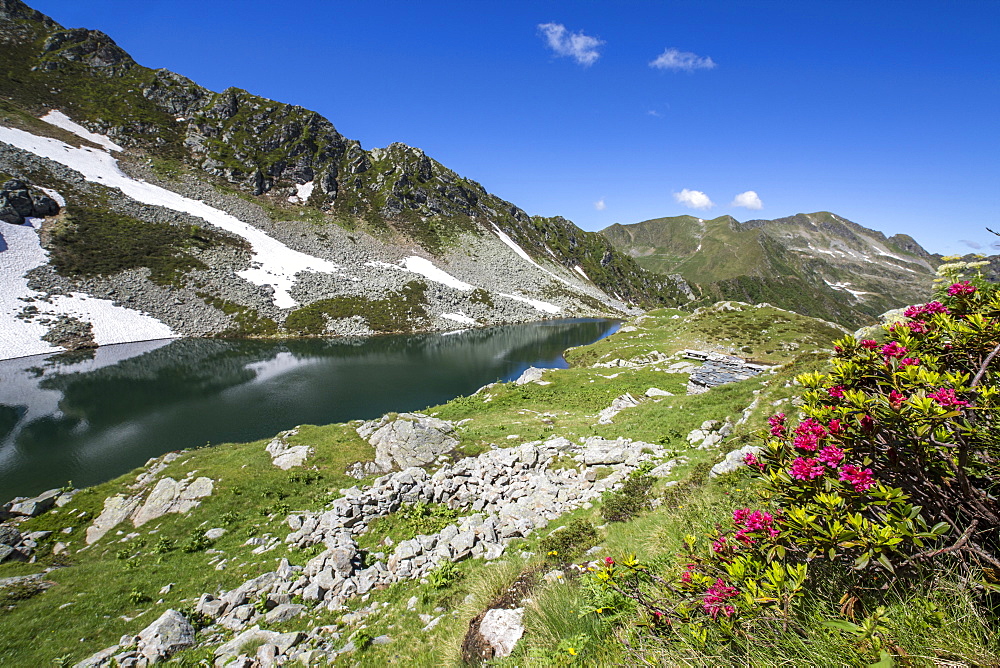 Rhododendrons and Lake Porcile, Tartano Valley, Orobie Alps, Lombardy, Italy, Europe