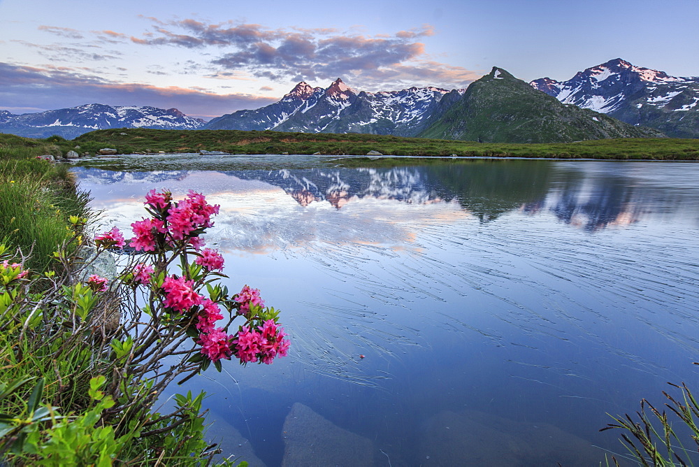 Rhododendrons surround Mount Cardine reflected in Lake Andossi at sunrise, Chiavenna Valley, Valtellina, Lombardy, Italy, Europe