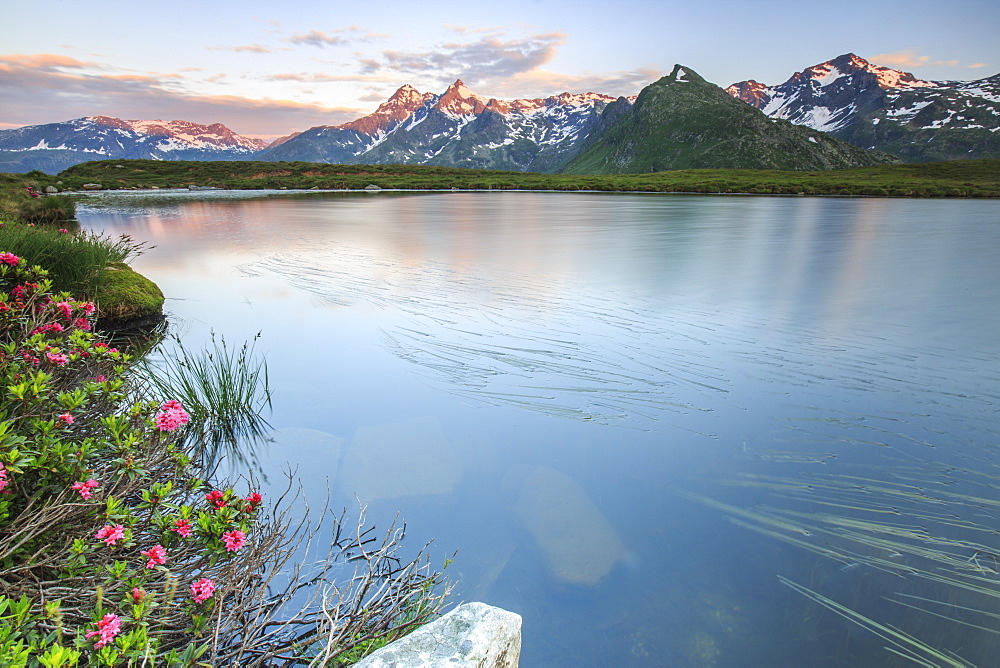 Rhododendrons surround Peak Suretta reflected in Lake Andossi at sunrise, Chiavenna Valley, Valtellina, Lombardy, Italy, Europe