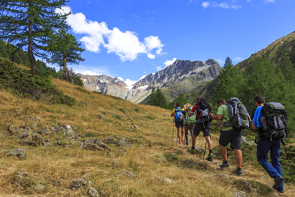 A group of hikers walking in the woods before reaching the peak, Minor Valley, High Valtellina, Livigno, Lombardy, Italy, Europe