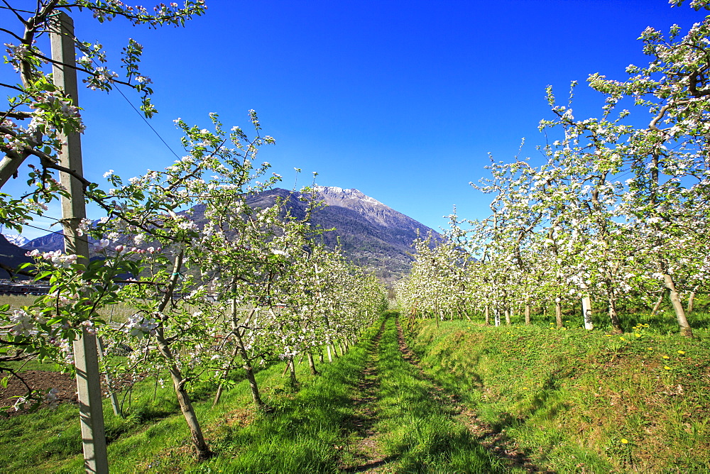 Flowering apple orchards, Villa of Tirano, Province of Sondrio, Valtellina, Lombardy, Italy, Europe