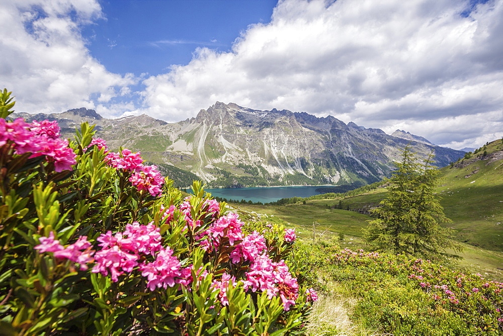 Flowering rhododendrons and in the background the blue alpine lake, Fedoz Valley, Canton of Graubunden, Engadine, Switzerland, Europe