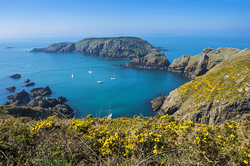 Gorse blooming on the west of coast of Sark with a view of the island of Brecqhou, Channel Islands, United Kingdom, Europe