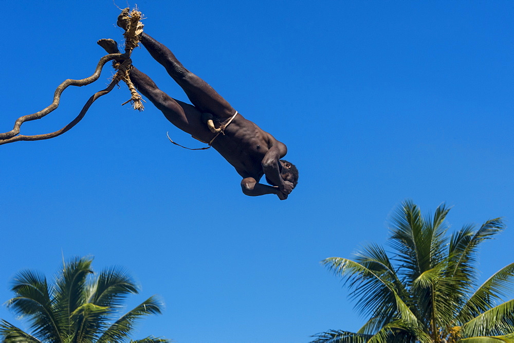 Man jumping from a bamboo tower, Pentecost land diving, Pentecost, Vanuatu, Pacific