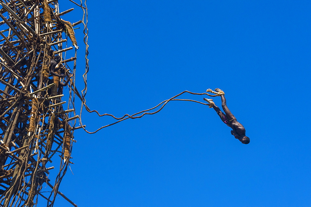 Man jumping from a bamboo tower, Pentecost land diving, Pentecost, Vanuatu, Pacific