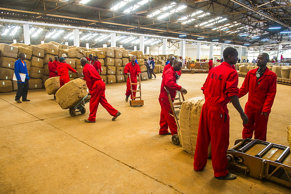 Local workers at a Tobacco auction in Lilongwe, Malawi, Africa