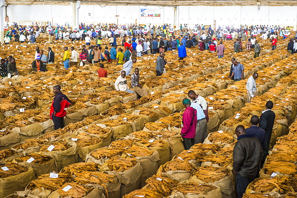 Tobacco auction in Lilongwe, Malawi, Africa