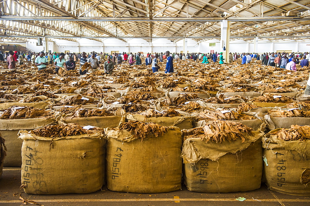 Tobacco auction in Lilongwe, Malawi, Africa