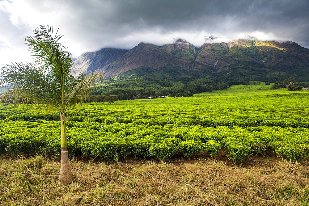 Tea estate on Mount Mulanje, Malawi, Africa