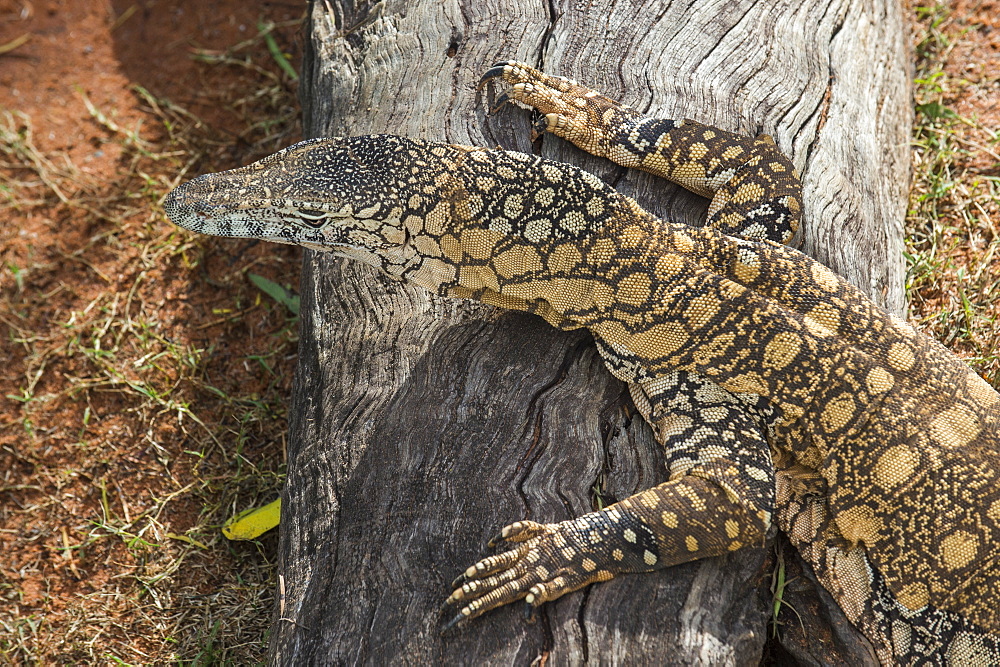 Lace Monitor (Varanus varius), Lone Pine Sanctuary, Brisbane, Queensland, Australia, Pacific