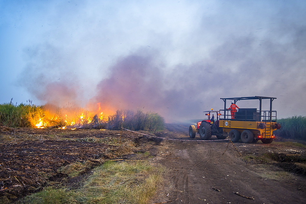 Burning sugar cane on a sugar estate, Nchalo, Malawi, Africa