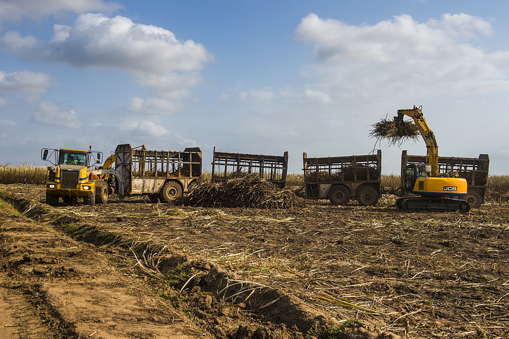 Huge sugar cane truck in the sugar fields, Malawi, Africa