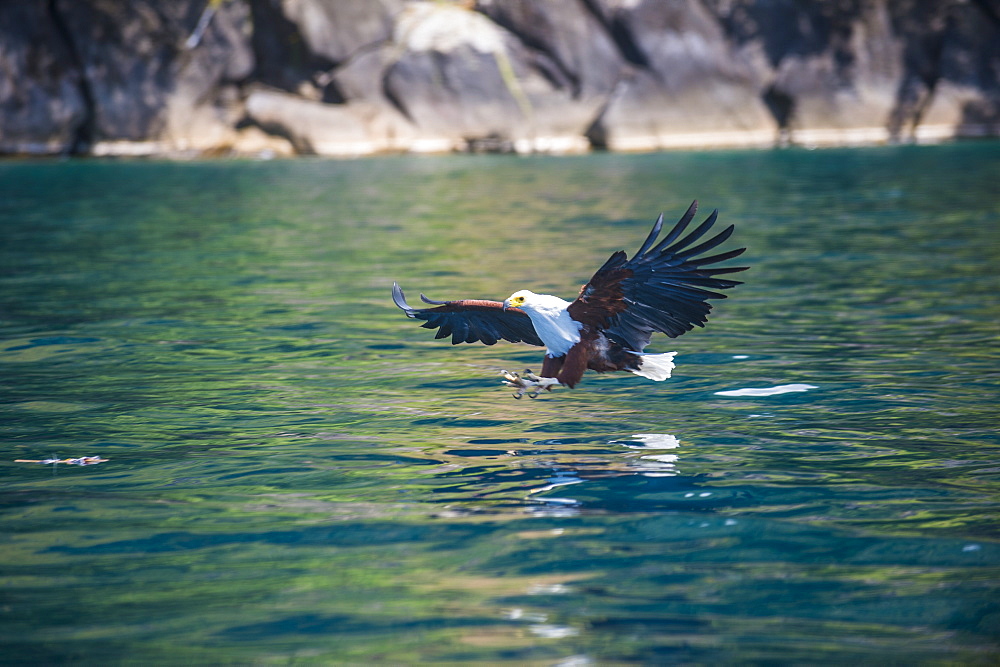 African fish eagle (Haliaeetus vocifer) hunting fish, Nkhata Bay, Lake Malawi, Malawi, Africa