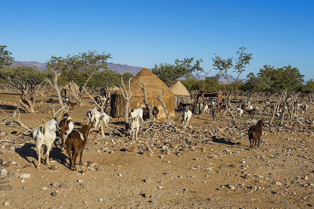 Himba gral (compound), near Sesriem, Kakovelt, Namibia, Africa