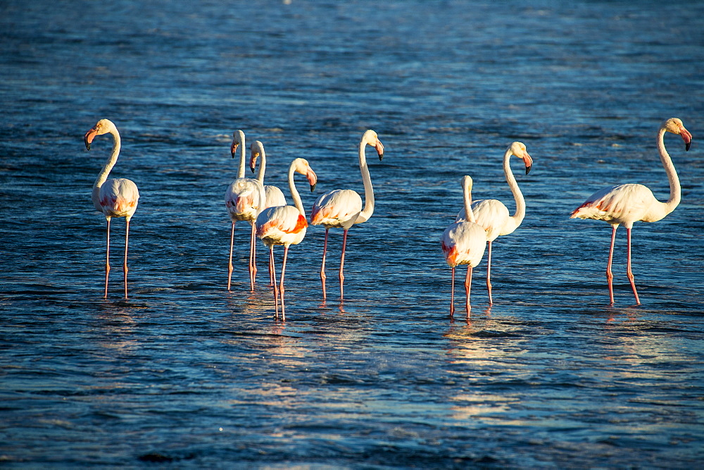 Flamingos in the water (Phoenicopteridae), Luderitz, Namibia, Africa