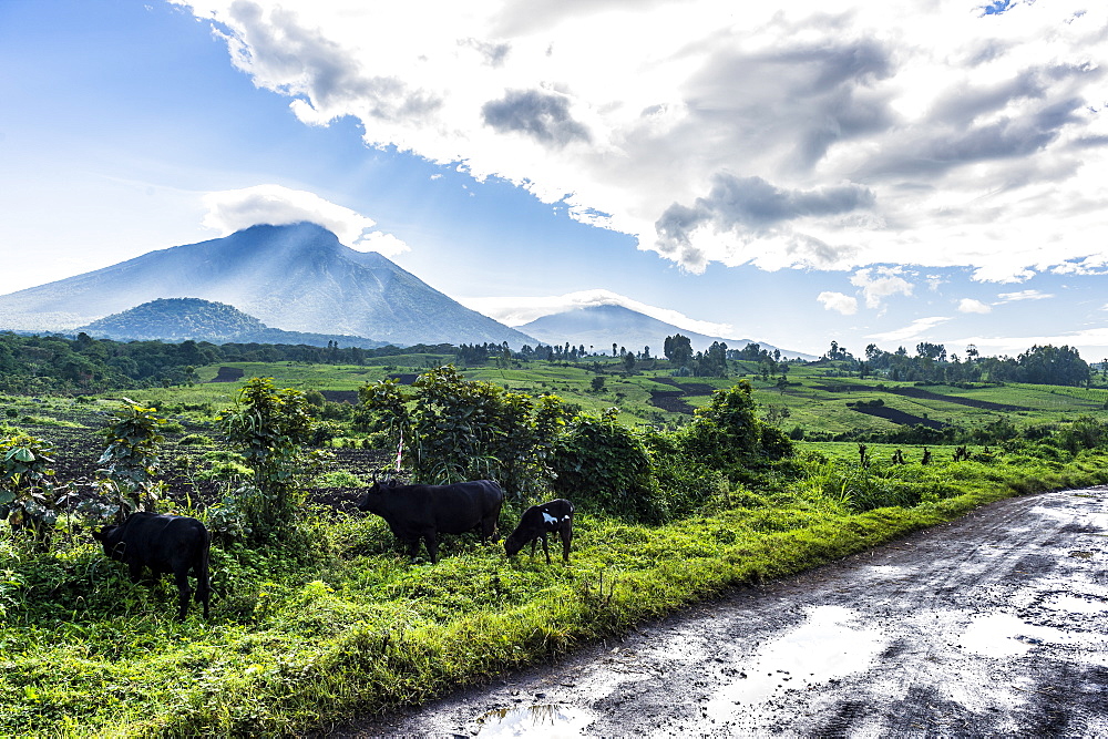 The volcanic mountain chain of the Virunga National Park after the rain, UNESCO World Heritage Site, Democratic Republic of the Congo, Africa