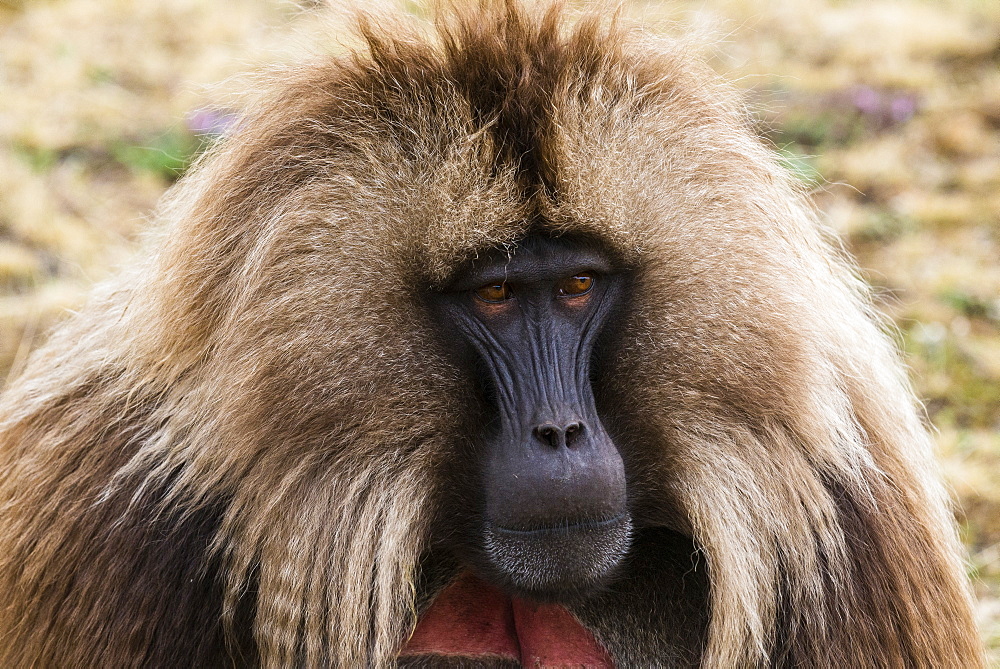 Male Gelada (Theropithecus gelada), Simien Mountains National Park, UNESCO World Heritage Site, Debarq, Ethiopia, Africa