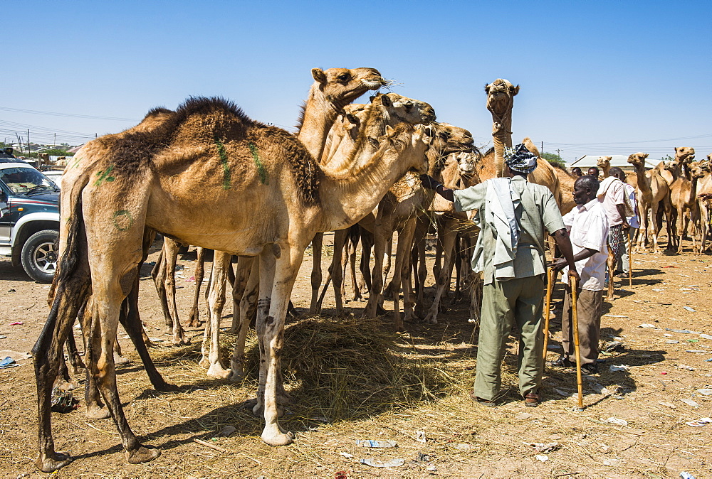 Camels at the Camel market, Hargeisa, Somaliland, Somalia, Africa