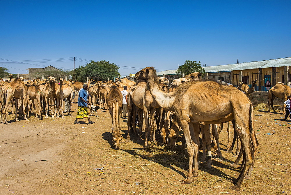 Camels at the Camel market, Hargeisa, Somaliland, Somalia, Africa