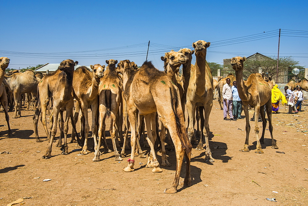 Camels at the Camel market, Hargeisa, Somaliland, Somalia, Africa