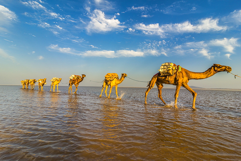 Camels loaded with pans of salt walking through a salt lake, Danakil depression, Ethiopia, Africa