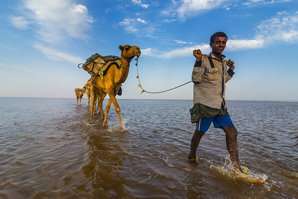 Camels loaded with pan of salt walking through a salt lake, Danakil depression, Ethiopia, Africa