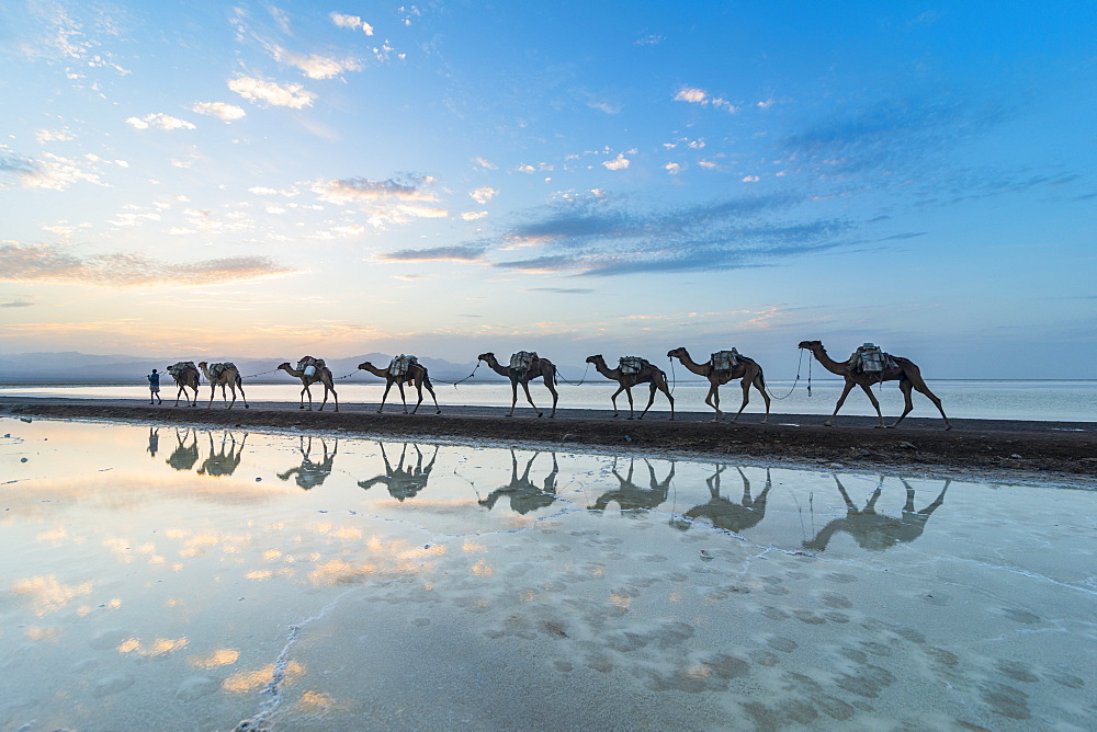 Camels loaded with pan of salt walking through a salt lake at sunset, Danakil depression, Ethiopia, Africa