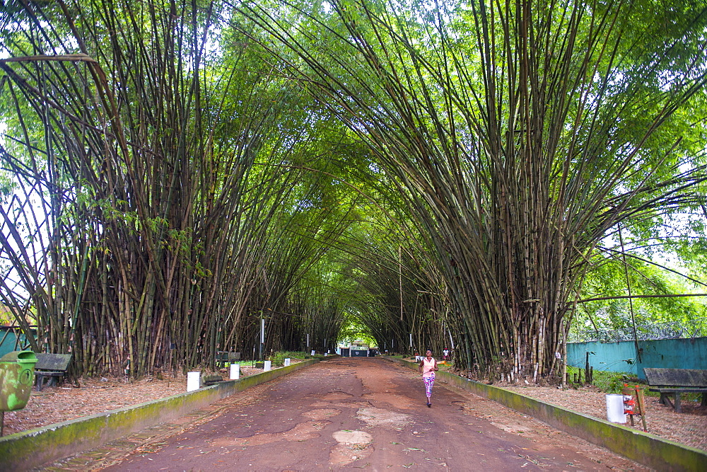 Bamboo forest in Abidjan, Ivory Coast, West Africa, Africa